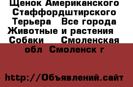 Щенок Американского Стаффордштирского Терьера - Все города Животные и растения » Собаки   . Смоленская обл.,Смоленск г.